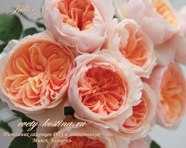 английская абрикосовая срезочная роза Дэвида Остина сорт Juliet -Ausjameson 