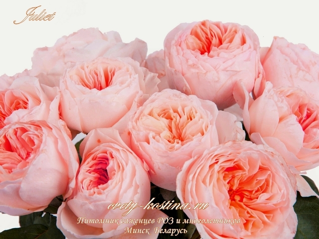 английская абрикосовая срезочная роза сорт Juliet- David Austin, цветы 