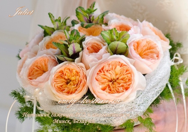 английская абрикосовая срезочная роза сорт Juliet David Austin, букет