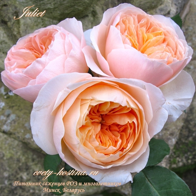 английская абрикосовая срезочная роза сорт Juliet (Ausjameson) David Austin 