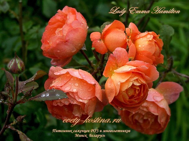 английская роза Дэвида Остина сорт Lady Emma Hamilton- цветы, фото