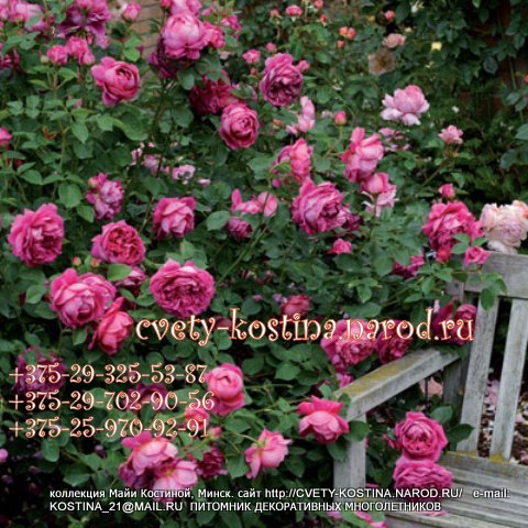 Роза английская сорт Lady of Megginch- AUSvolume- David Austin цветущий куст