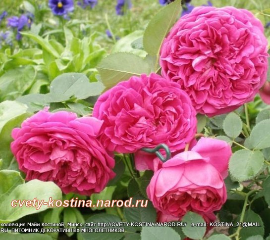 Роза английская сорт Lady of Megginch- AUSvolume- David Austin цветы, фото