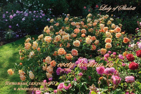 английская роза сорт Lady of Shalott- AUSnyson- David Austin цветущий куст в саду