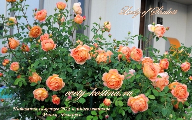 английская роза Дэвида Остина Lady of Shalott- цветущий куст у дома