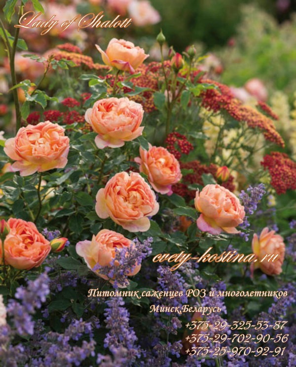 английская роза Дэвида Остина сорт Lady of Shalott- AUSnyson- цветущий куст на клумбе