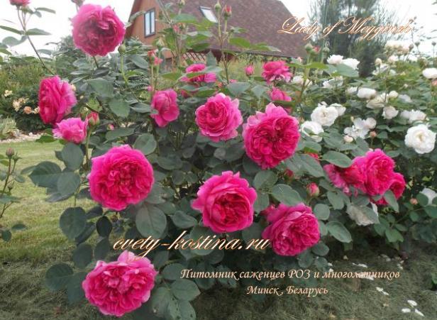 Роза английская сорт Lady of Megginch- David Austin цветущий куст в саду