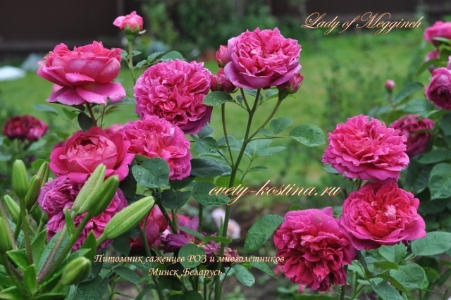Роза английская сорт Lady of Megginch- AUSvolume- David Austin цветы, фото