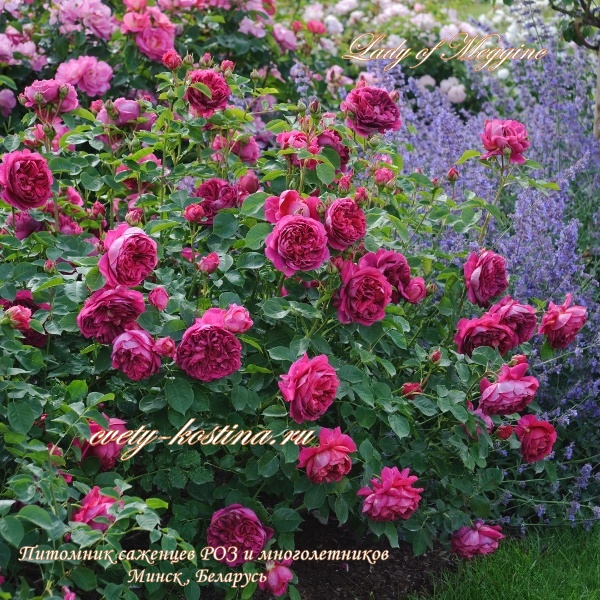 Роза английская сорт Lady of Megginch- David Austin, Цветущий куст на клумбе