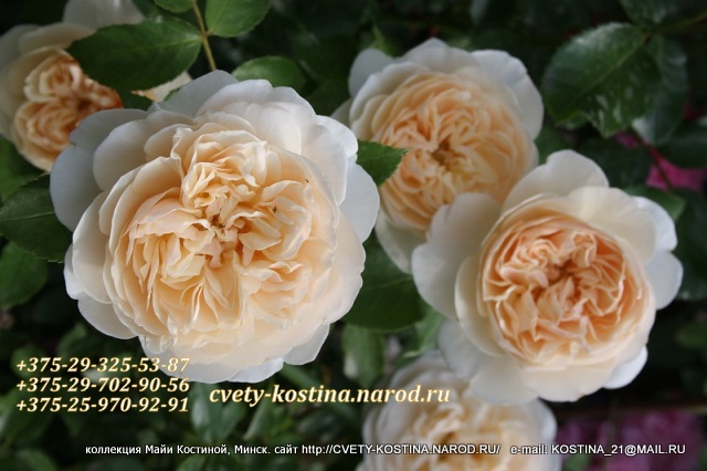 английская персиковая роза сорт Lichfield Angel- AUSrelate- David Austin, фото