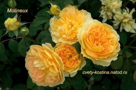 английская желтая роза сорт Molineux- AUSmol- David Austin, цветы, бутоны