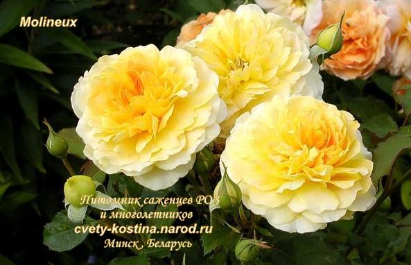 английская желтая роза сорт Molineux- AUSmol- David Austin, цветы, фото