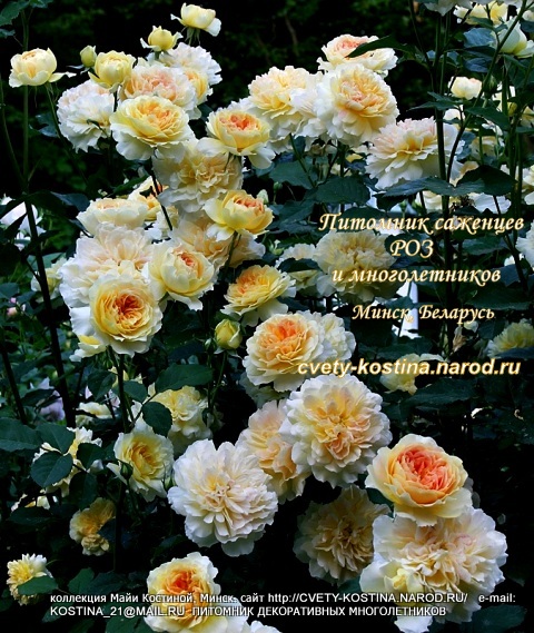 английская роза Дэвида Остина сорт Molineux, цветущий куст в саду