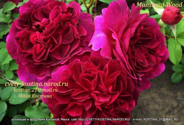тёмная английская роза Дэвида Остина сорт Munstead Wood- AUSbernard