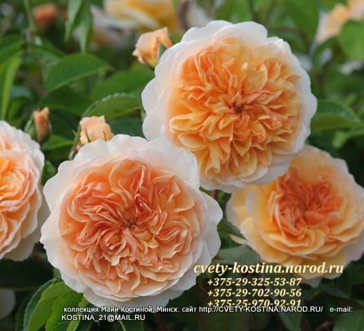 английская оранжево- абрикосовая роза сорт Port Sunlight- AUSlofty- David Austin