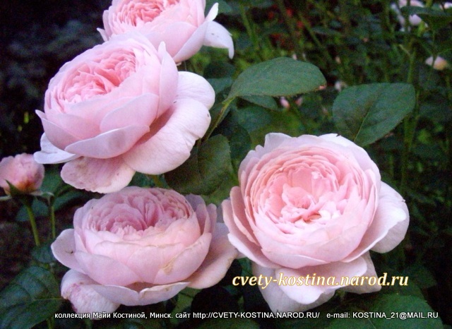 розовая английская роза сорт Queen of Sweden- AUStiger- David Austin