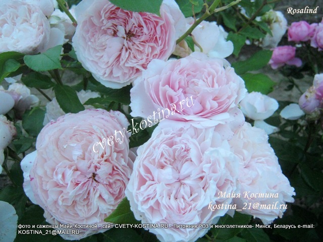 английская срезочная роза- David Austin Rosalind- цветущий куст в саду