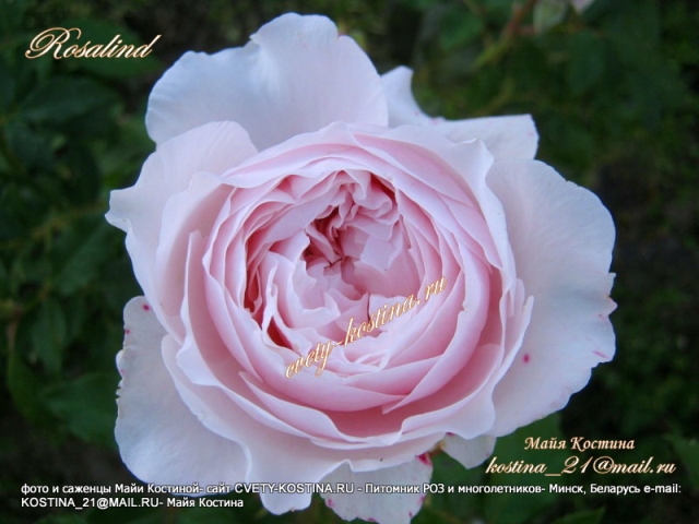 английская срезочная роза- David Austin сорт Rosalind- цветок, фото