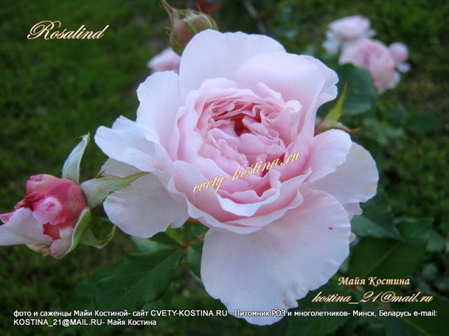 английская срезочная роза David Austin сорт Rosalind- цветок, бутон