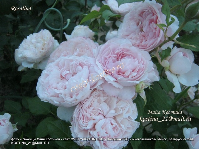 английская срезочная роза Остина сорт Rosalind- Austew, цветущий куст в саду