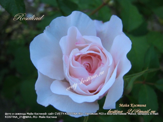 английская срезочная роза- David Austin Rosalind- Austew, цветок, фото