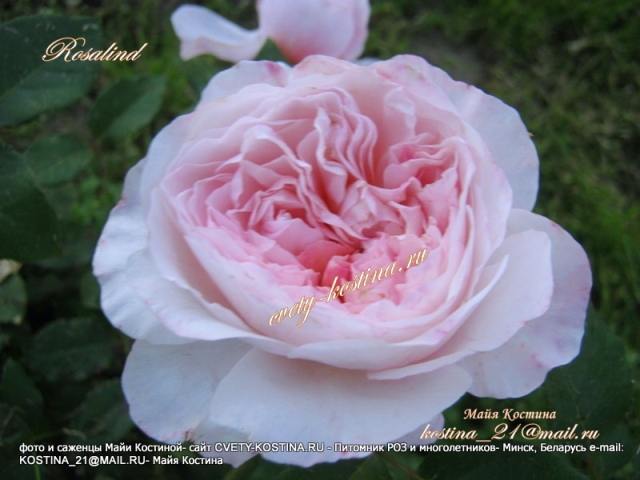 розовая английская срезочная роза- David Austin сорт Rosalind