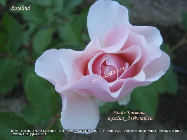 английская срезочная роза- David Austin Rosalind- Austew, цветок, бутон