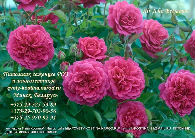 английская роза Дэвида Остина сорт Sir John Betjeman (AUSvivid) , цветы
