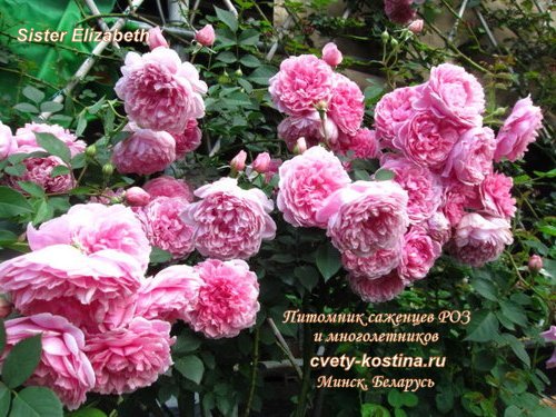 английская роза Дэвида Остина сорт Sister Elizabeth- цветущий куст в саду