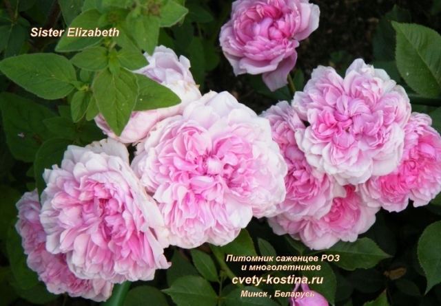 английская сиренево- розовая роза Дэвида Остина Sister Elizabeth- цветы