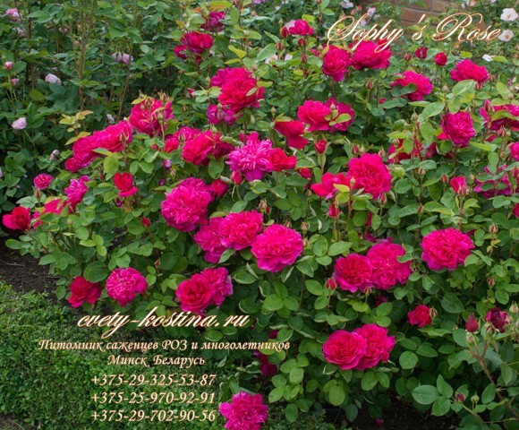 английская роза сорт Sophy’s Rose- AUSlot- David Austin, цветы, фото