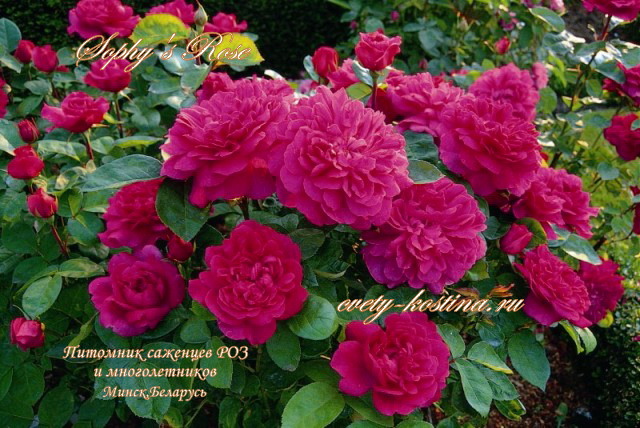 английская роза Дэвида Остина сорт Sophy’s Rose, цветущий куст в саду