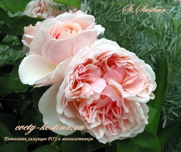  английская розовая роза сорт St Swithun- Saint Swithun- David Austin, цветы