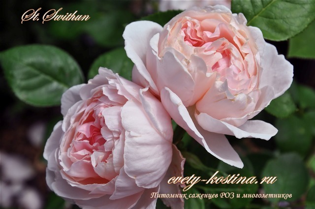  английская розовая роза Дэвида Остина сорт St Swithun- Saint Swithun