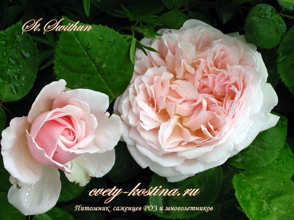  английская розовая роза Дэвида Остина St Swithun- Saint Swithun- Цветок, бутон
