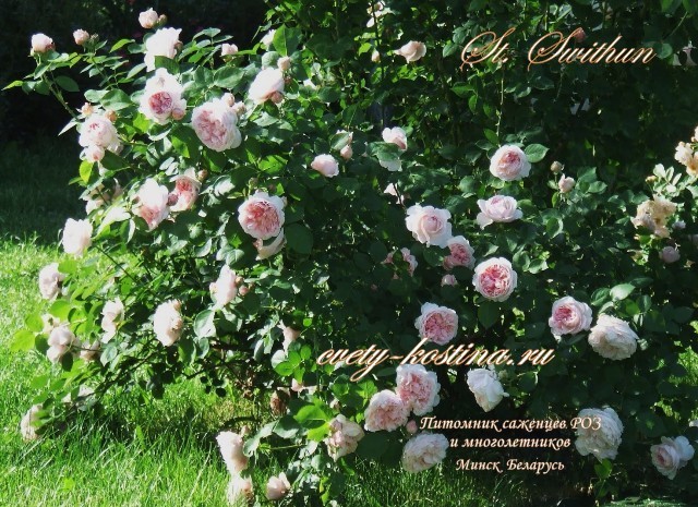  английская роза St Swithun- Saint Swithun- цветущий куст в саду