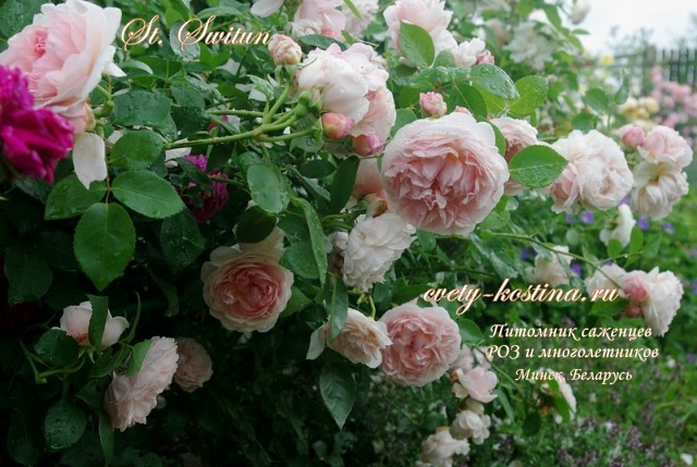  английская роза Дэвида Остина St Swithun- цветущий куст на клумбе