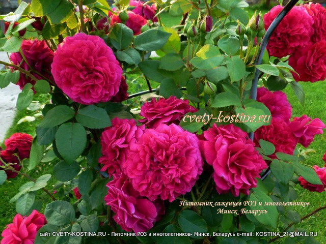 английская роза Дэвида Остина сорт Tess of the d'Urbervilles, цветы, бутоны