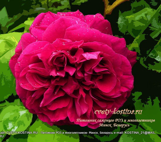 английская роза сорт Tess of the d'Urbervilles- David Austin- цветок, фото