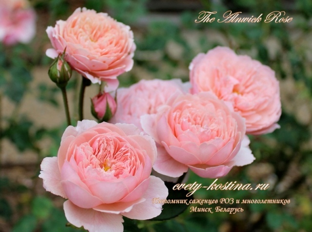 английская розовая роза сорт The Alnwick Rose- David Austin