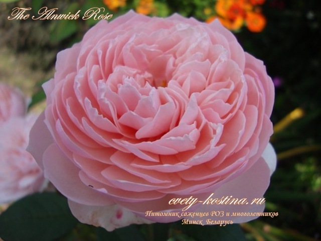 английская розовая роза сорт The Alnwick Rose- David Austin, цветы, фото