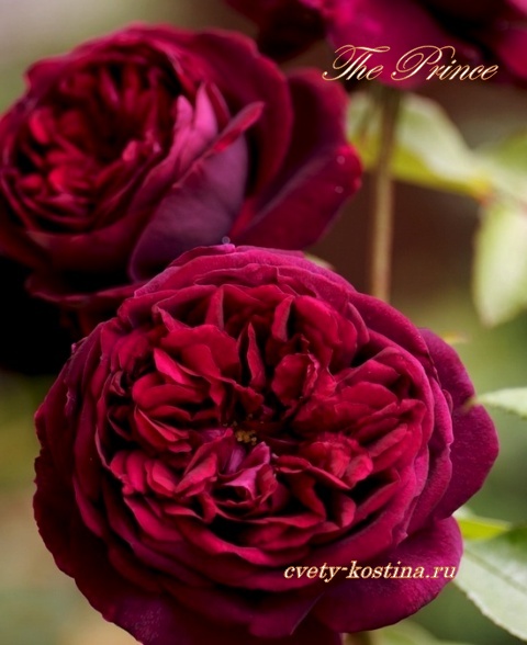 английская пурпурная роза сорт The Prince- David Austin