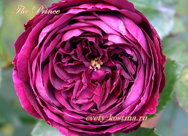 английская темно- бордовая роза сорт The Prince- AUSvelvet- David Austin
