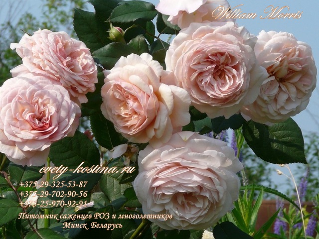 английская роза сорт William Morris - David Austin, цветущий куст в саду