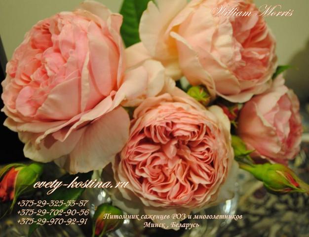 английская абрикосово- розовая роза сорт William Morris - David Austin