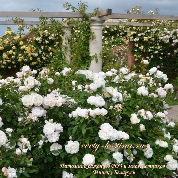 английская белая роза Winchester Cathedral- David Austin, цветущий куст в саду