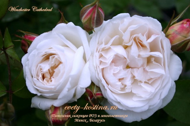 английская белая роза сорт Winchester Cathedral- David Austin