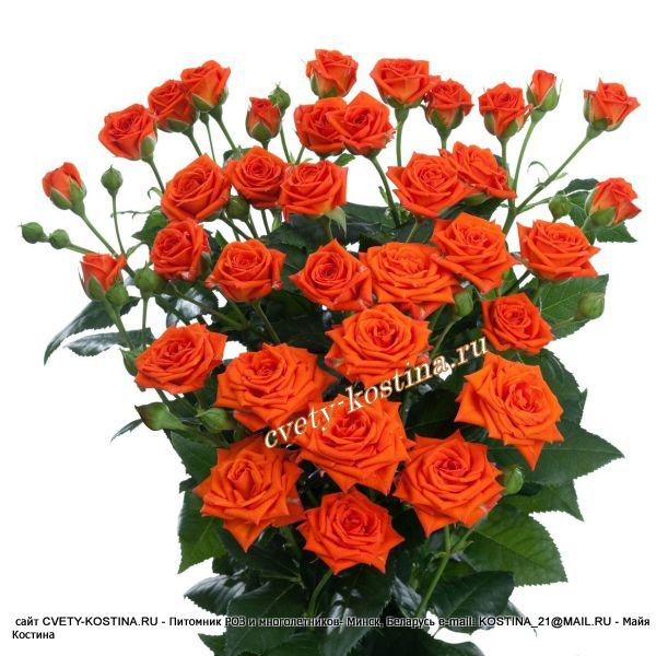 букетная роза оранжевая спрей Babe - Interorlan, цветы, бутоны, букет
