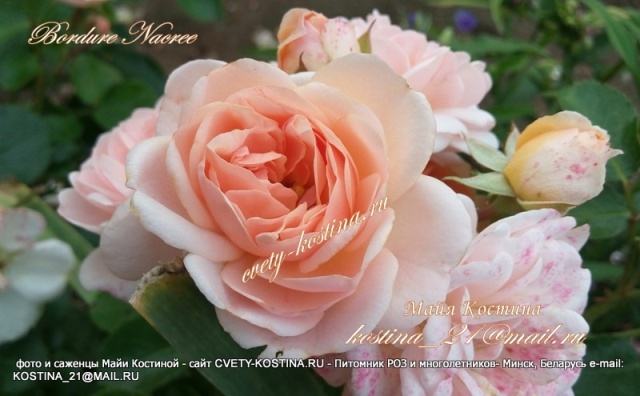 абрикосовая роза флорибунда сорт Bordure Nacree DELcrouf