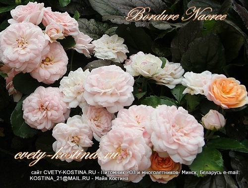 роза флорибунда Bordure Nacree- Honey Bear патио